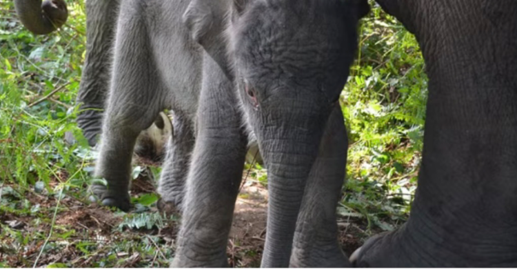 gajah sumatera - ilustrasi berita Pakar IPB: Populasi Gajah Sumatera Menyusut Drastis, Ancaman Kian Berat